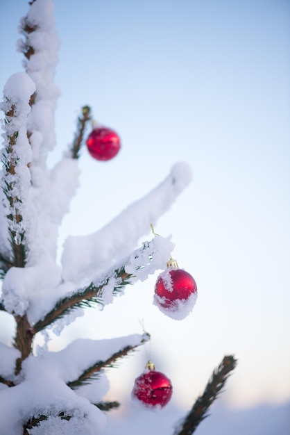 weihnachtsrote kugeln auf kiefer bedeckt mit frischem schnee am schönen wintertag sonnenuntergang