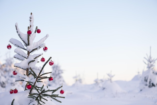 weihnachtsrote kugeln auf kiefer bedeckt mit frischem schnee am schönen wintertag sonnenuntergang