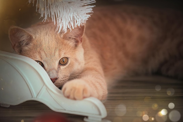 Weihnachtsschöne Katze mit Weihnachtsspielzeug