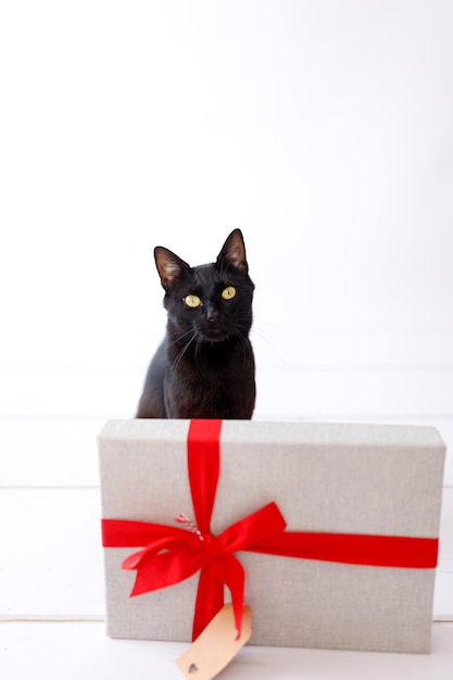 Weihnachtsschwarze Katze mit Weihnachtsgeschenk