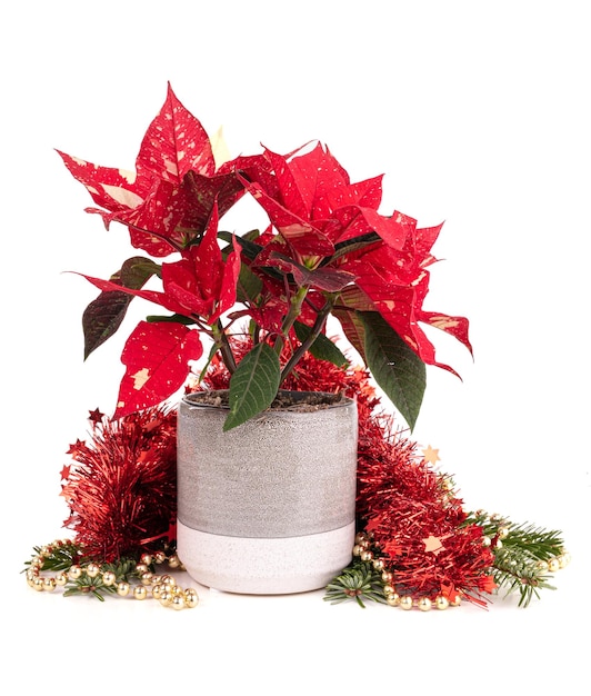 Weihnachtsstern in einem topf als weihnachtsgeschenk