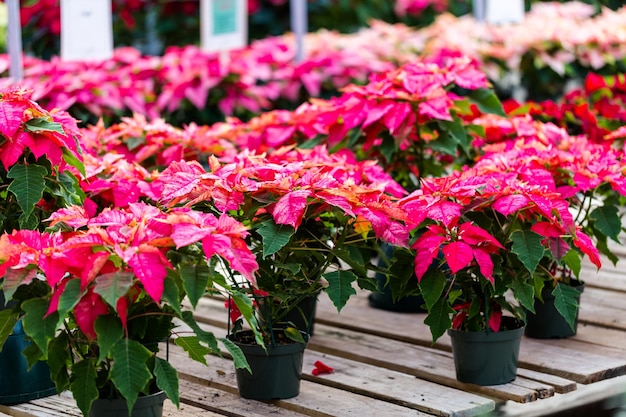 Weihnachtsstern zum Verkauf im örtlichen Gartencenter.