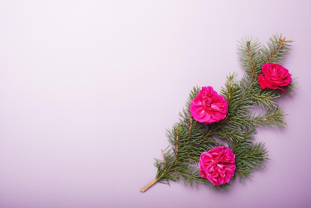 Weihnachtstannenzweige mit lila Hintergrundweihnachtskonzept der roten Rosen