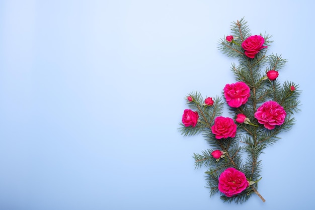 Weihnachtstannenzweige und Hintergrund der roten Rosen