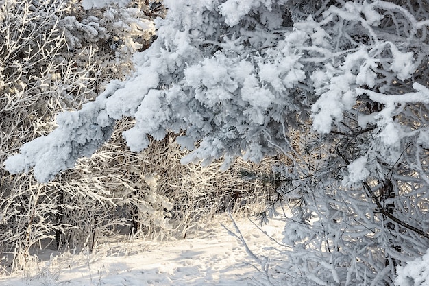 Weihnachtswetter im verschneiten Winterwald