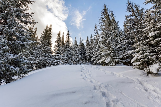 Weihnachtswinterlandschaft. Schöne hohe Tannenbäume bedeckt mit Schnee und Frost auf Berghang beleuchtet durch helle Sonnenstrahlen auf blauem Himmel kopieren Raumhintergrund. Frohes Neues Jahr und frohe Weihnachten Karte.