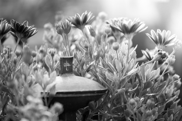 Weihwasser in Eisenschüsselfriedhofsblumen