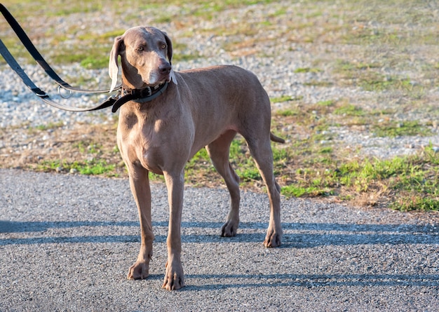 Weimaraner Hund, der auf Bürgersteig steht