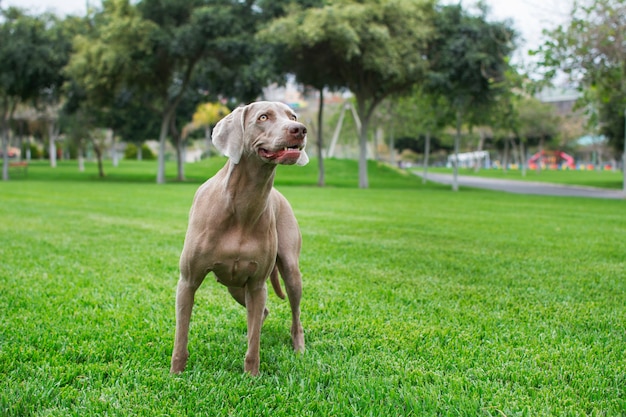 Weimaraner Hund, der auf dem grünen Rasen des Parks steht