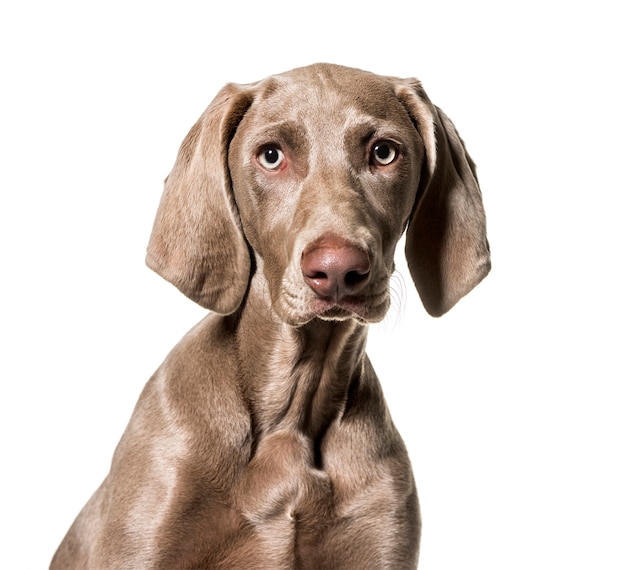 Weimaraner Hund, der Kamera gegen weißen Hintergrund betrachtet