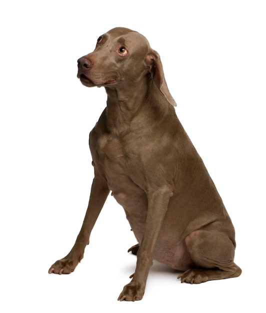 Weimaraner Hund, sitzend