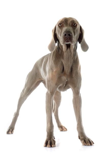 Weimaraner Hund