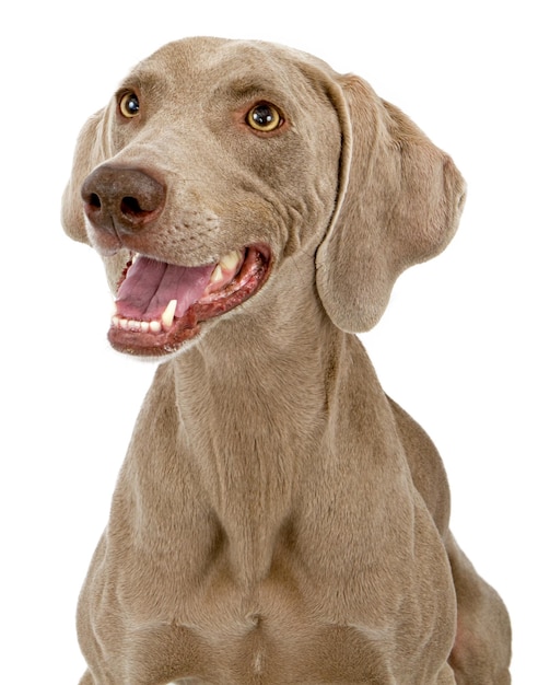 Weimaraner-Hundenahaufnahme