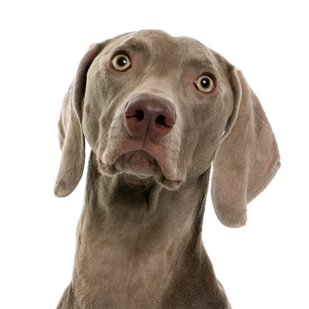 Weimaraner, Studioaufnahme