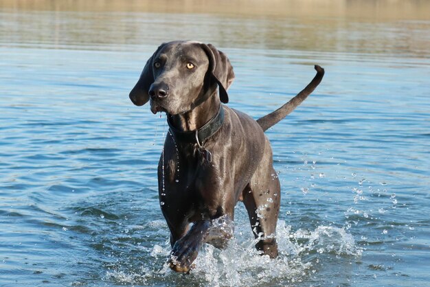 Foto weimaraner