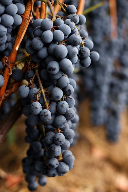 Wein blaue Trauben Nahaufnahme. im Herbst ernten. Wein machen