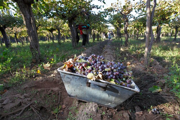 Weinanbau