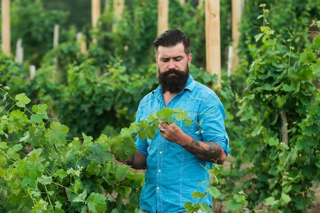 Weinbereiter junger Mann, der Trauben in Weinbergerntemaschinen greift und Weintrauben in Weinbergreihen schneidet