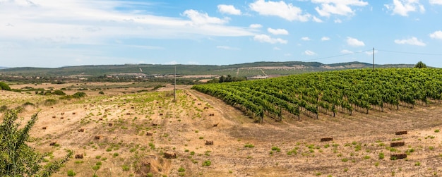 Weinberg an einem Sommertag