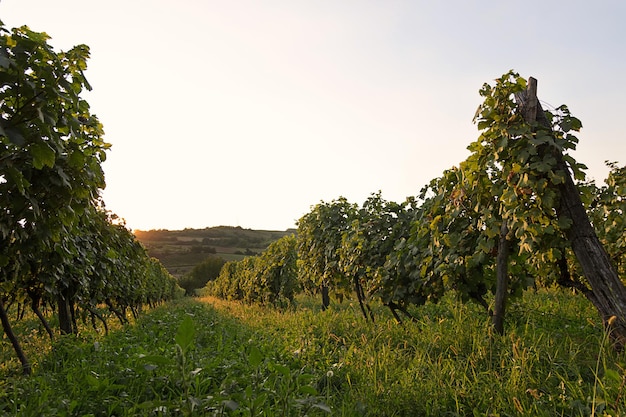 Weinberg bei Sonnenuntergang. Landschaft mit herbstlichen Weinbergen