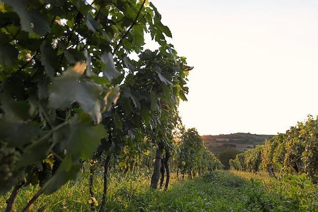 Weinberg bei Sonnenuntergang. Landschaft mit herbstlichen Weinbergen