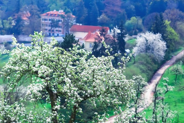 Weinberg Frühlingslandschaft Grün