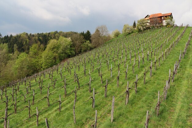 Foto weinberg gegen den himmel