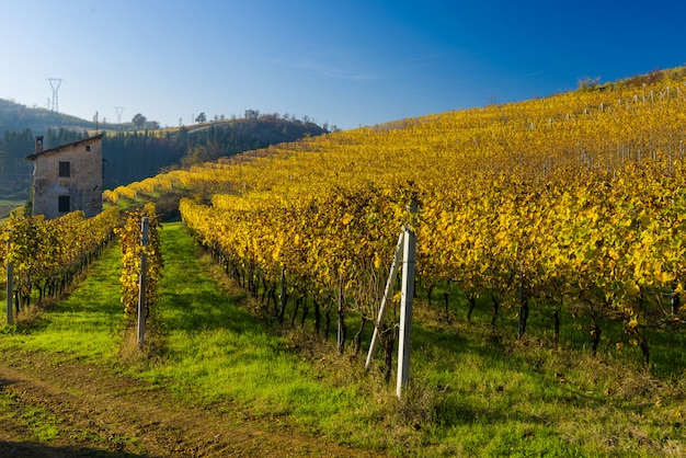 Weinberg Hügel im Herbst