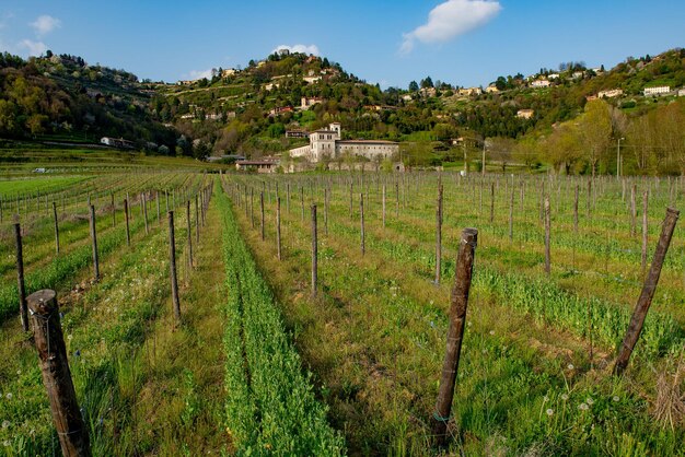 Weinberg im Frühjahr auf den Hügeln von Bergamo