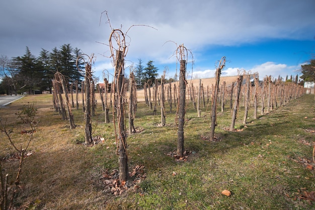 Weinberg im Frühjahr