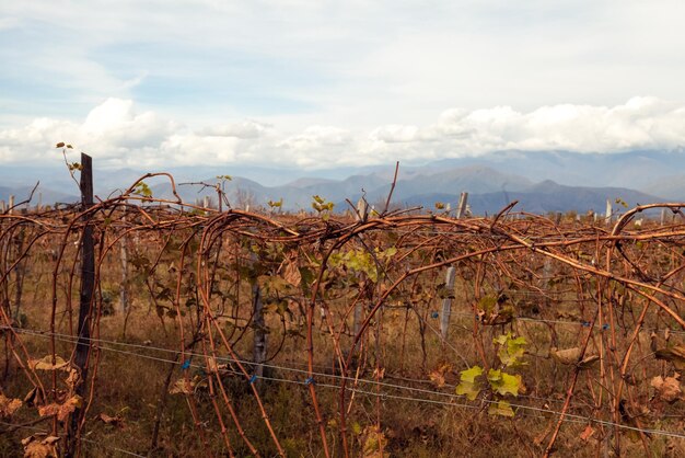 Weinberg im Herbst mit Bergen im Hintergrund