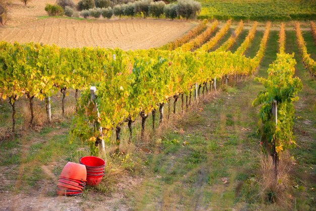 Weinberg im Herbst während der Erntezeit Landwirtschaft und Landwirtschaft