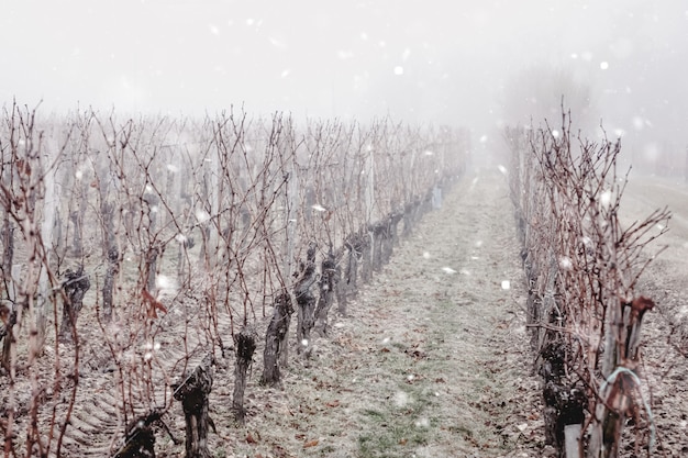 Weinberg im Schnee