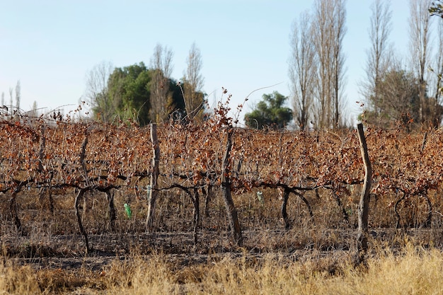 Weinberg in Mendoza Argentinien im Winter