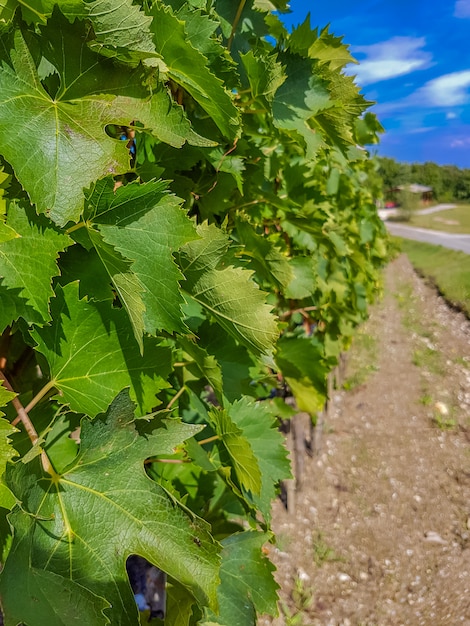 Weinberg in Montalcino, Italien