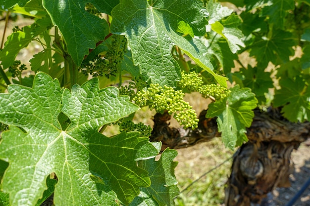 Weinberg in Napa Valley Napa County im kalifornischen Weinland Weinberge Landschaft