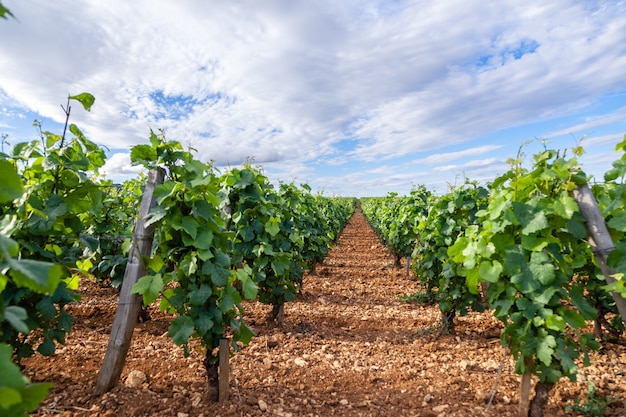 Weinberg malerische Landschaft