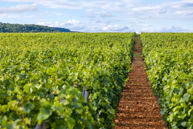 Weinberg malerische Landschaft