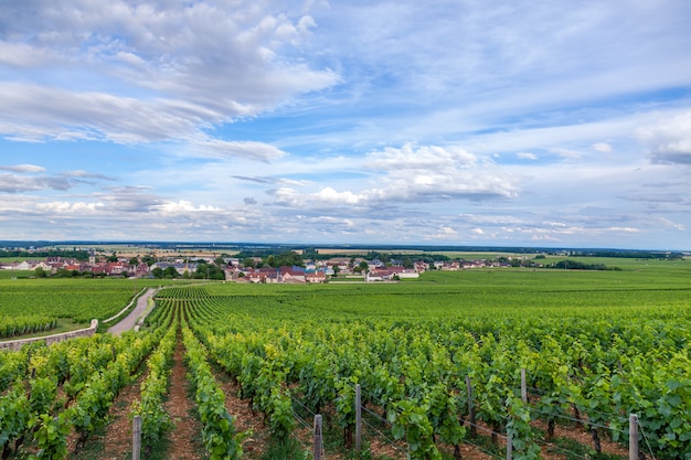 Weinberg malerische Landschaft