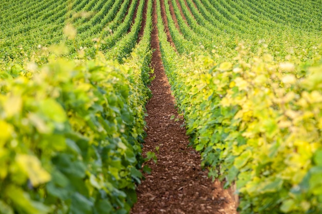 Weinberg malerische Landschaft