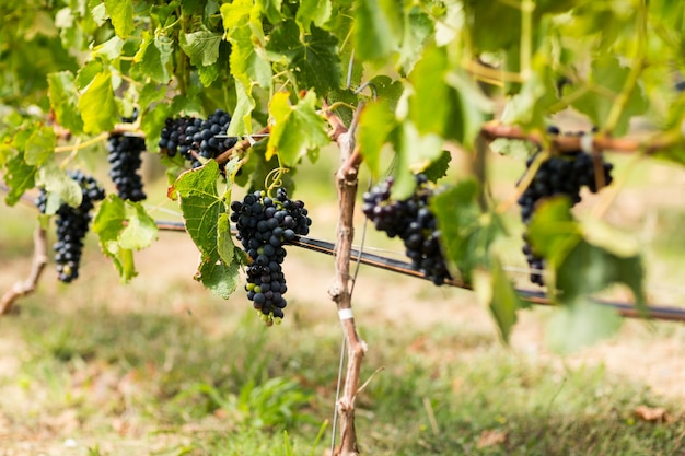 Weinberg mit reifen Trauben