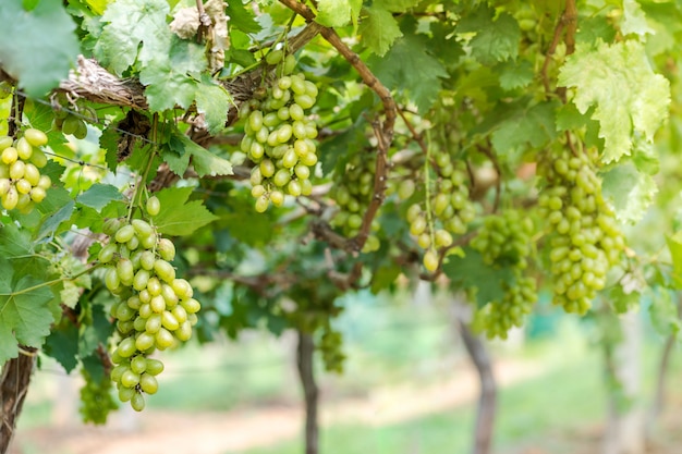 Weinberg mit Weißweintrauben in der Landschaft, sonnige Weintrauben hängen an der Rebe