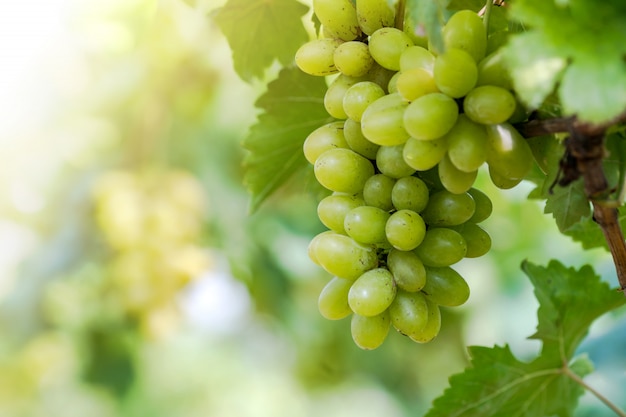 Weinberg mit Weißweintrauben in der Landschaft, sonnige Weintrauben hängen an der Rebe