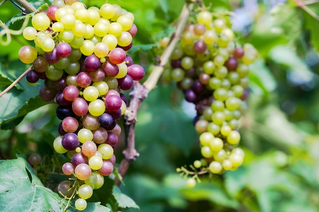Weinberg mit Weißweintrauben in der Landschaft