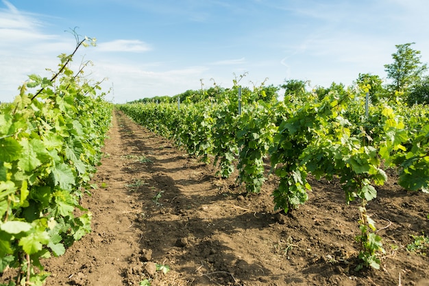 Weinberg Plantagenreihen