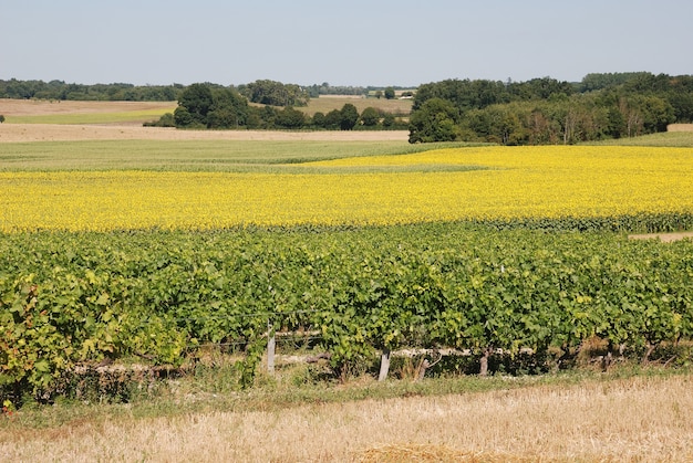 Weinberg vor Sonnenblumenfeld