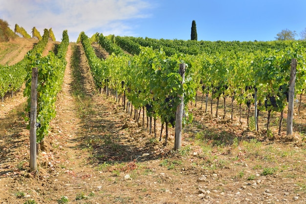 Weinberg wächst auf einem Hügel in der Toskana, Italien