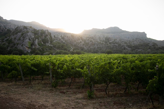 Weinberge auf der Insel Mallorca befinden sich im Norden der Insel.