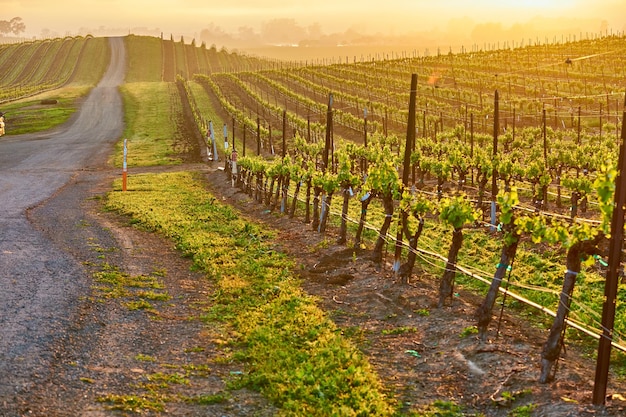 Weinberge bei Sonnenaufgang in Kalifornien USA