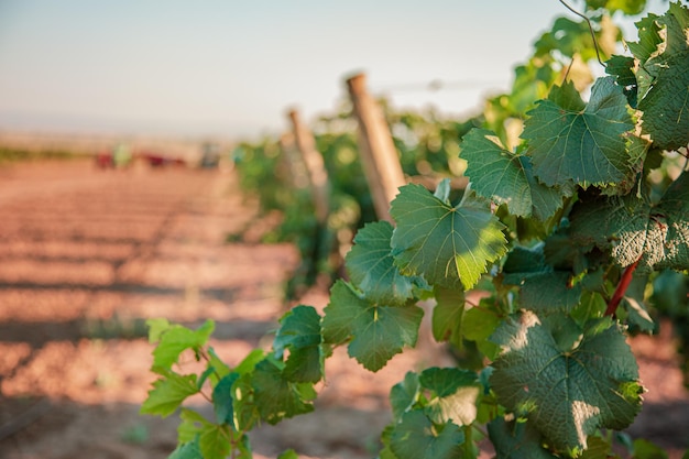 Weinberge bei Sonnenuntergang in der Herbsternte. Reife Trauben im Herbst. Reben im Herbst kurz vor der Ernte.